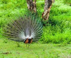 Bandipur Tour