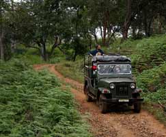 Holiday Package Bandipur