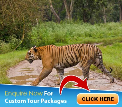 Bandipur Tour Packages