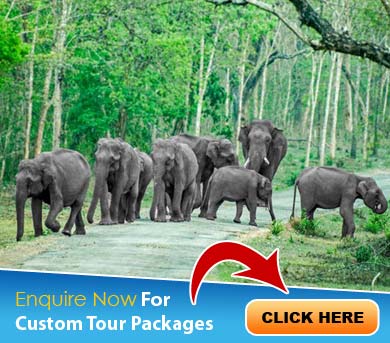 Bandipur Tour Packages