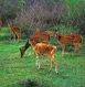 Bandipur Tour Packages